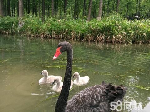 上饶宠物赠送/领养·家有耗子，想认领一直抓老鼠的猫。谁家有多的猫崽子也可以，