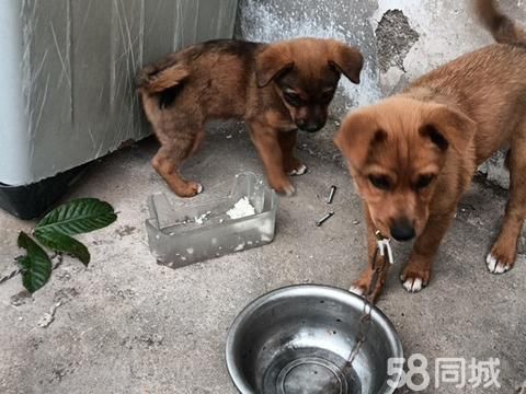 上饶宠物赠送/领养·小狗领养，2个月左右大，罗桥清林学校这边