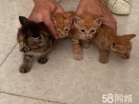 上饶宠物赠送/领养·橘猫免费领养