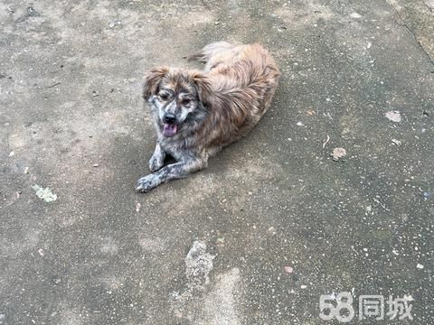 上饶宠物赠送/领养·串串望爱狗人士收留
