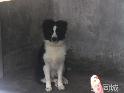 上饶宠物赠送/领养·狗狗不想养了，免费出