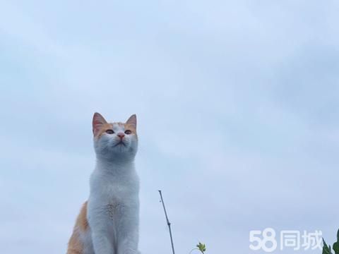 上饶宠物赠送/领养·橘猫免费领养
