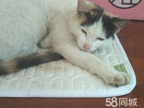 上饶宠物赠送/领养·可爱乖巧的三花猫，有喜欢养猫的朋友可以联系我
