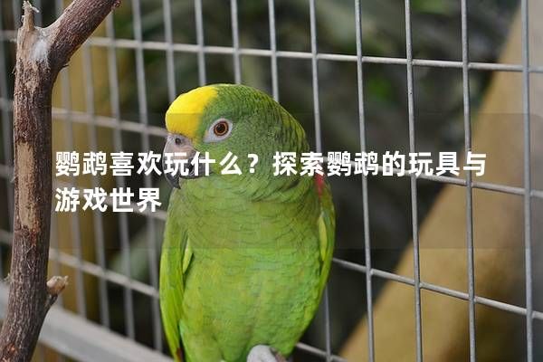 鹦鹉喜欢玩什么？探索鹦鹉的玩具与游戏世界