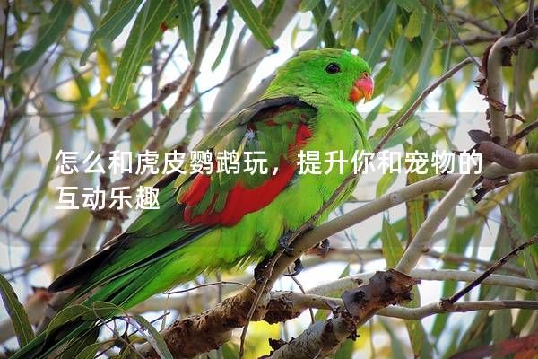 怎么和虎皮鹦鹉玩，提升你和宠物的互动乐趣