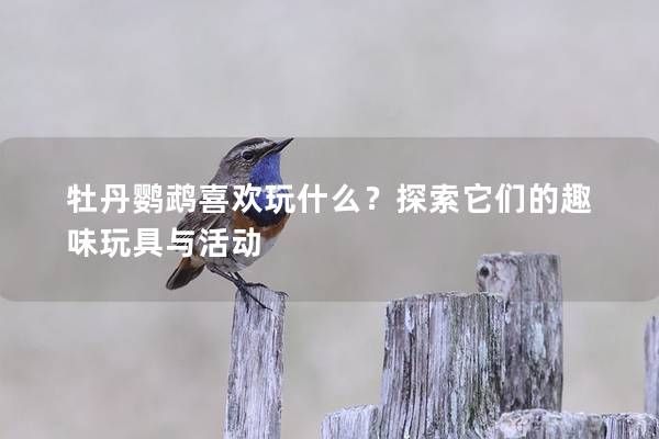牡丹鹦鹉喜欢玩什么？探索它们的趣味玩具与活动