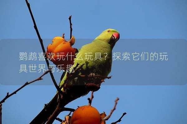 鹦鹉喜欢玩什么玩具？探索它们的玩具世界与乐趣