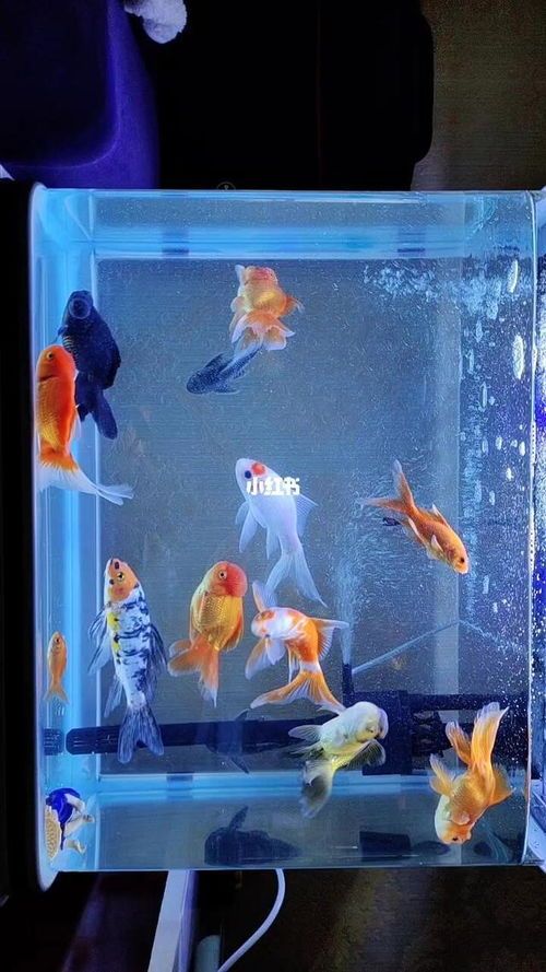 室内养鱼变宠物乐园，养鱼新玩法！