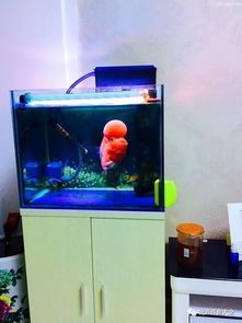 “宠物乐园新玩法:箱式循环水养鱼,萌宠生活更健康!”