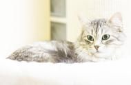 猫咪领养全攻略：从准备到接猫，一步不漏