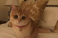 一站式领养猫咪指南，让你轻松成为铲屎官