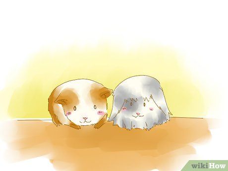 Step 4 同时收养2只或2只以上的同龄荷兰猪,让它们不再孤单。