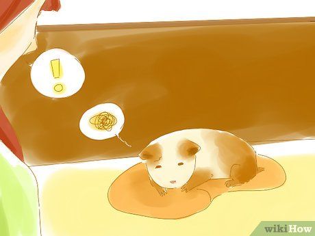 Step 14 注意一些生病的征召,你得了解一些生病荷兰猪的症状:http://www.guinealynx.info/emergency.html 把你的荷兰猪带去一些比较专业的地方检察。...
