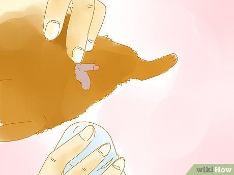Step 15 经常检查下雄性荷兰猪的生殖器,因为它们比较容易受到影响。