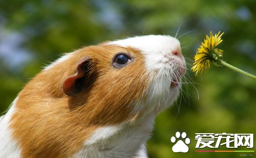 豚鼠怎么养才不会死 吃的蔬菜水果要洗干净