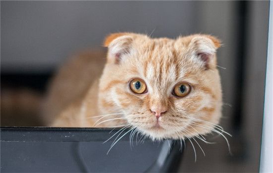 猫驱虫要注意什么 给猫驱虫是不可忽视的工作