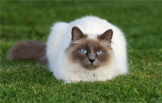 猫驱虫要注意什么 给猫驱虫是不可忽视的工作