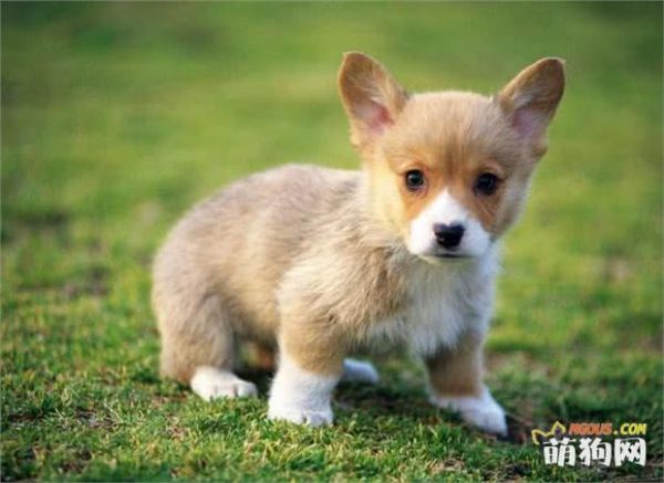 给狗狗正确驱虫的最全攻略