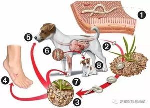 宠物驱虫,养护关键