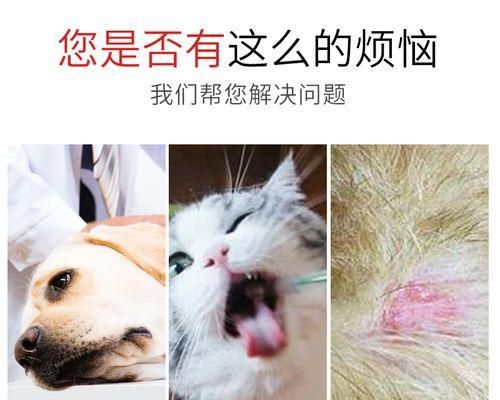 怎样给你的泰迪狗狗除蚤驱虫（宠物健康必备，养护从细节做起）