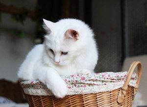 猫咪驱虫药外用,哪种更适合宠物使用呢?