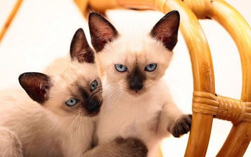 猫咪驱虫药外用,哪种更适合宠物使用呢?