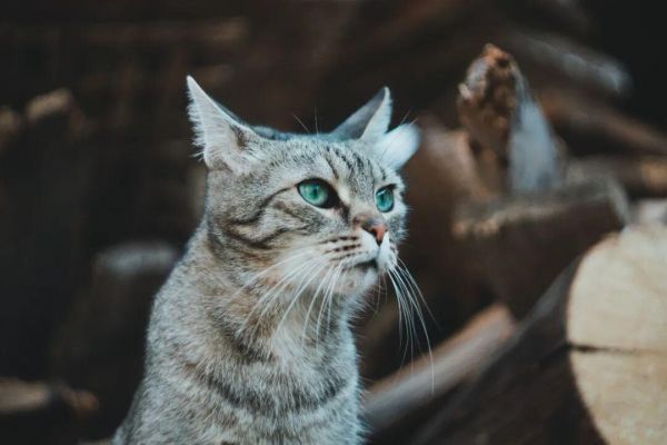 瞄准驱虫革命,礼蓝动保推出首款进口猫用口服外驱产品