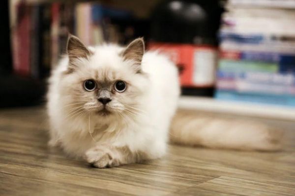 瞄准驱虫革命,礼蓝动保推出首款进口猫用口服外驱产品