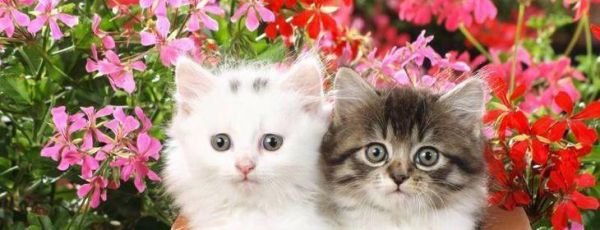 小猫驱虫注意事项（宠物养护必备）