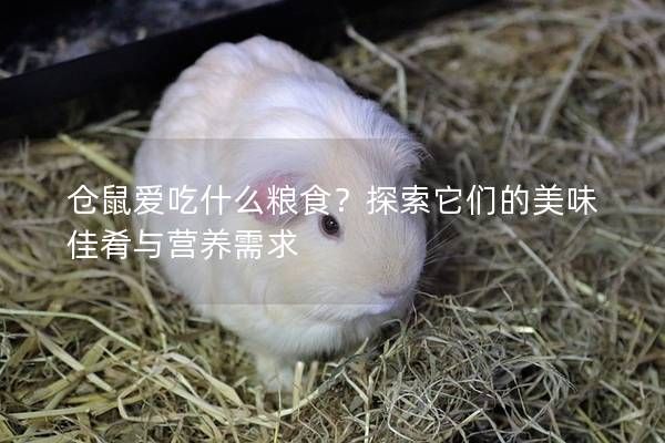仓鼠爱吃什么粮食？探索它们的美味佳肴与营养需求