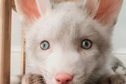 养狐狸怎么养 养狐狸方法介绍