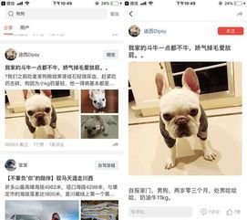 宠物用具大揭秘：如何选择适合自己宠物的用品？宠物用品购买指南