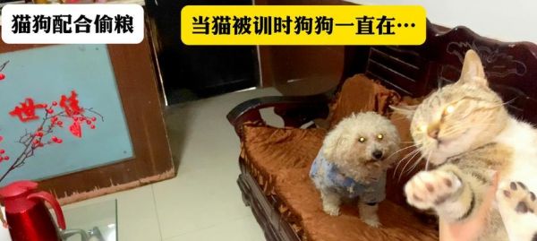 猫狗共食的理想粮食选择（营养均衡、口感丰富的专属宠物粮食）