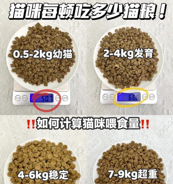 金桔猫吃什么猫粮好一点？如何选择适合金桔猫的猫粮？