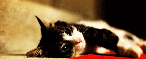 猫咪选粮食的原则