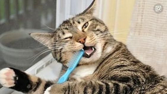 猫咪选粮食的原则