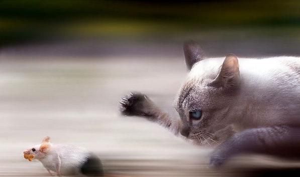 猫咪选粮食的原则