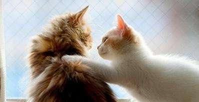 猫咪选粮食的原则