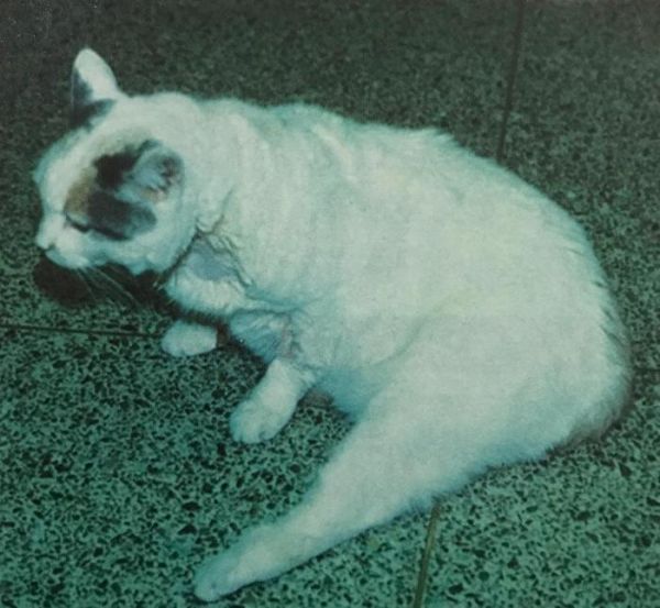 猫咪选粮食的原则