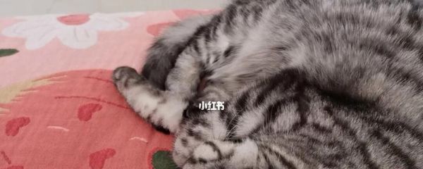 猫咪生病时的睡姿（你的猫咪生病了吗）