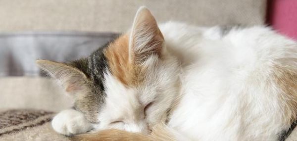 猫咪生病时的睡姿（你的猫咪生病了吗）