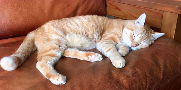 猫咪生病时的睡姿（你的猫咪生病了吗）