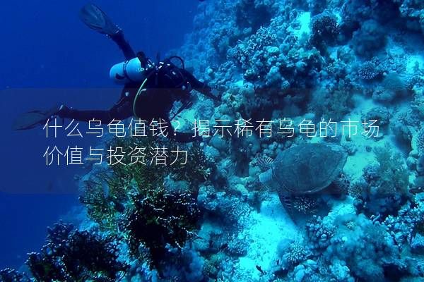 什么乌龟值钱？揭示稀有乌龟的市场价值与投资潜力