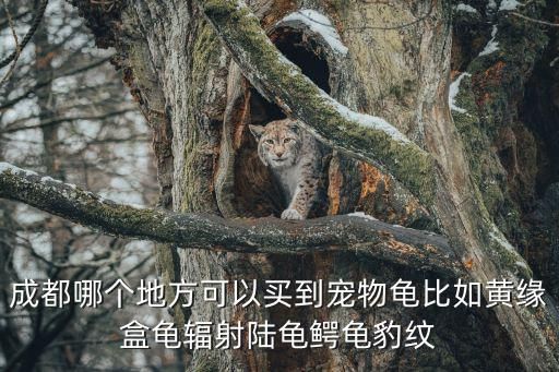 成都哪个地方可以买到宠物龟比如黄缘盒龟辐射陆龟鳄龟豹纹
