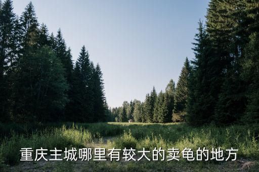 重庆主城哪里有较大的卖龟的地方