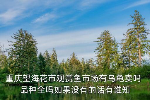 重庆望海花市观赏鱼市场有乌龟卖吗 品种全吗如果没有的话有谁知
