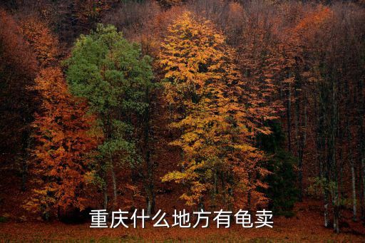 重庆什么地方有龟卖