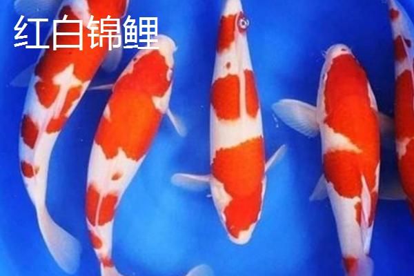 锦鲤是什么鱼，是风靡全球的高档观赏鱼