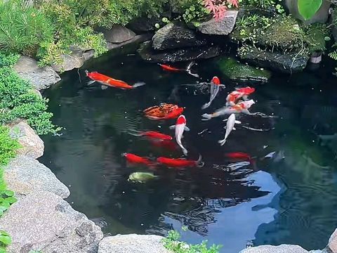 植艺园艺·鱼池，鱼塘，生态鱼池，锦鲤池，鱼池维护，鱼池设计，鱼池施工。