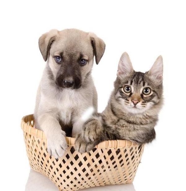 猫咪也能像狗狗一样接受训练，从铲屎官“进化成”猫主人！